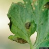 Early-Blight-Leaves